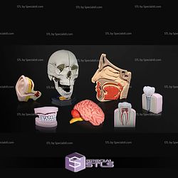 Human Head Anatomy 3D Model Sculpture