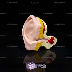 Human Head Anatomy 3D Model Sculpture