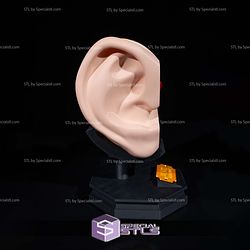 Human Head Anatomy 3D Model Sculpture