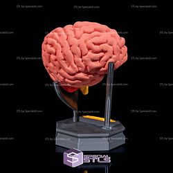 Human Head Anatomy 3D Model Sculpture