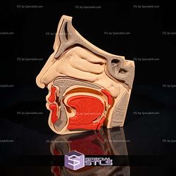 Human Head Anatomy 3D Model Sculpture