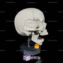 Human Head Anatomy 3D Model Sculpture