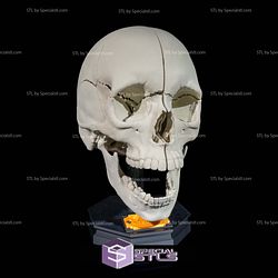 Human Head Anatomy 3D Model Sculpture