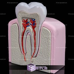 Human Head Anatomy 3D Model Sculpture