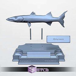 Barracuda Sphyraena Display 3D Printer Files