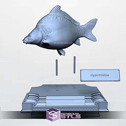 Carp Cyprinus Display 3D Printer Files