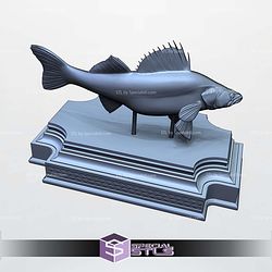 Zander Sander Lucioperca Display 3D Printer Files