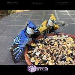 Super Basic STL Blue jay