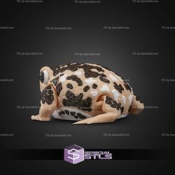 Super Basic STL Humphrey the Rain Frog