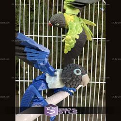 Super Basic STL Lovebirds Agapornis