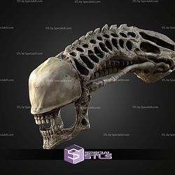 Life Size Xenomorph Skull STL Files