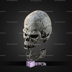 Life Size Wookie Skull STL Files