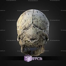 Life Size Wookie Skull STL Files