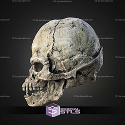 Life Size Wookie Skull STL Files
