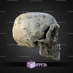 Ewok Skull Wall Mount STL Files
