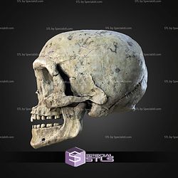 Ewok Skull Wall Mount STL Files